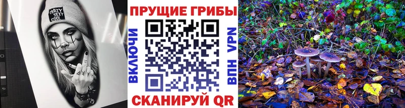 где продают   Волчанск  Псилоцибиновые грибы Psilocybe 